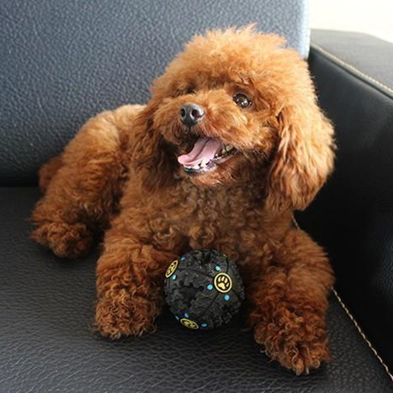 Paw Primes Tricky Treat Ball
