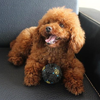 Paw Primes Tricky Treat Ball
