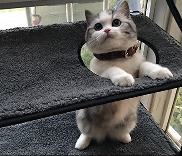 Cat Bed Cat Hammock Cat Hammock Removable