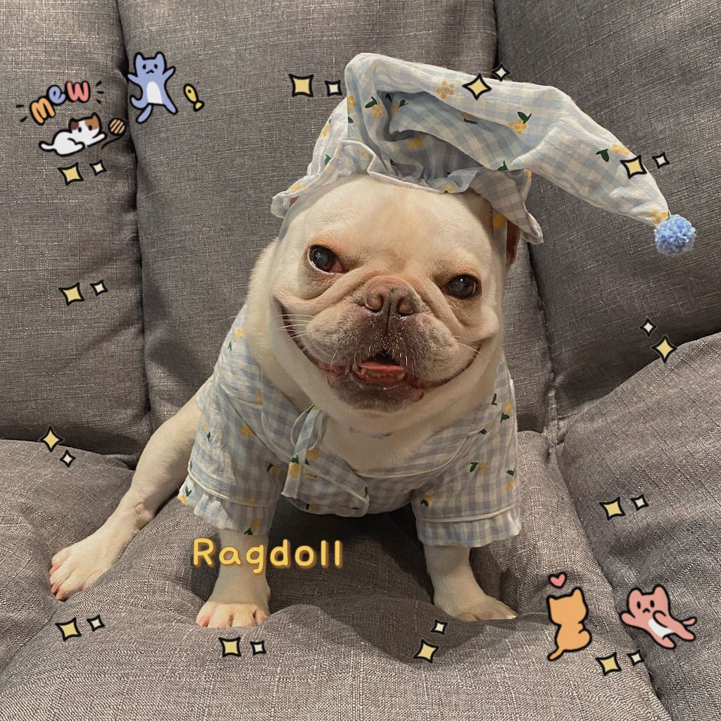 Clothes Dogs Cats Favs Teddy Schnauzer