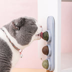 Cats Molars Cleaning Teeth Biting And Digesting