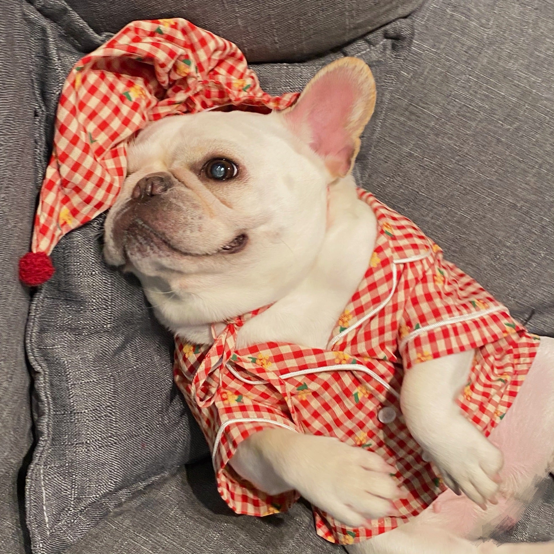 Clothes Dogs Cats Favs Teddy Schnauzer