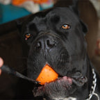 Dog Training Bite Resistant Rubber Ball Small