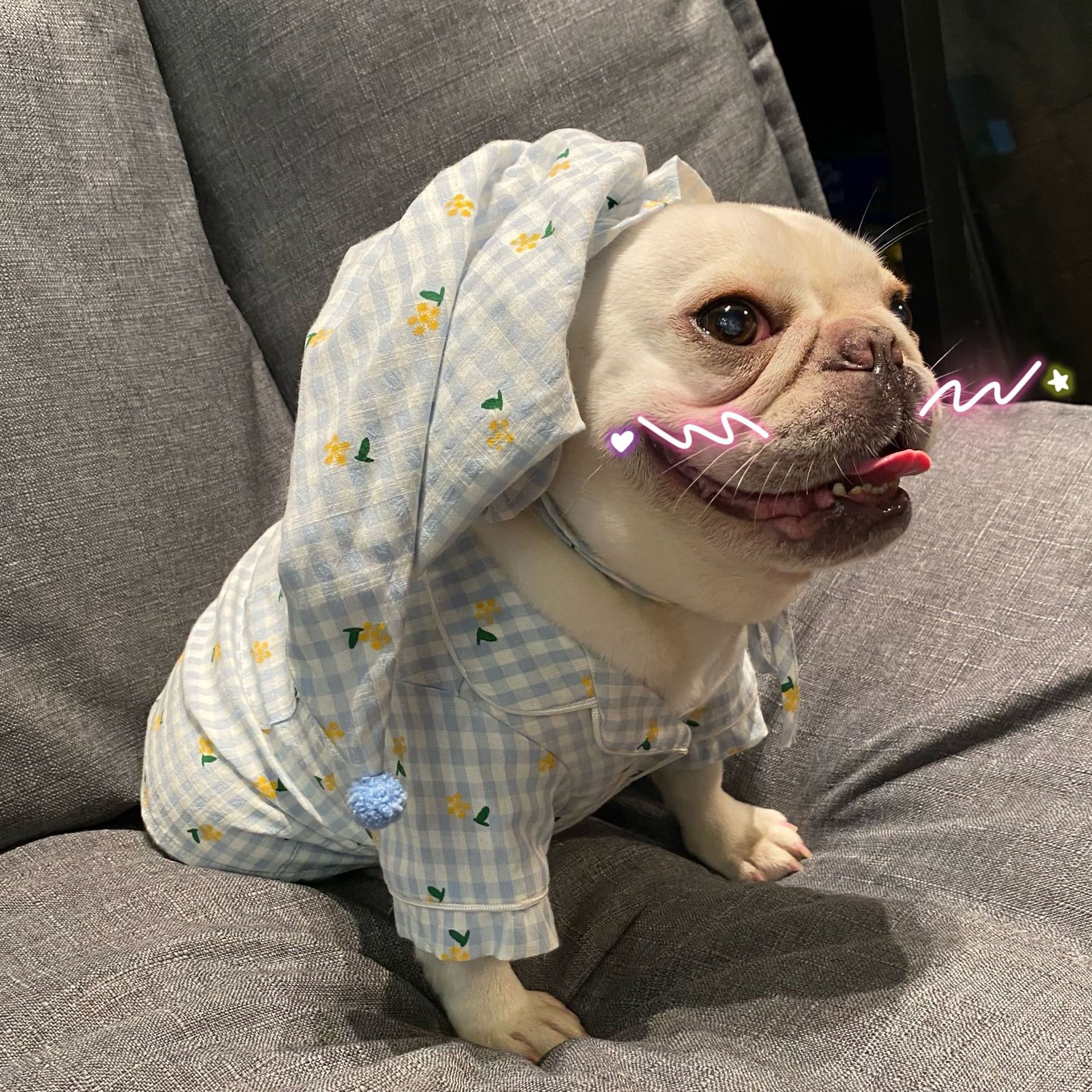 Clothes Dogs Cats Favs Teddy Schnauzer