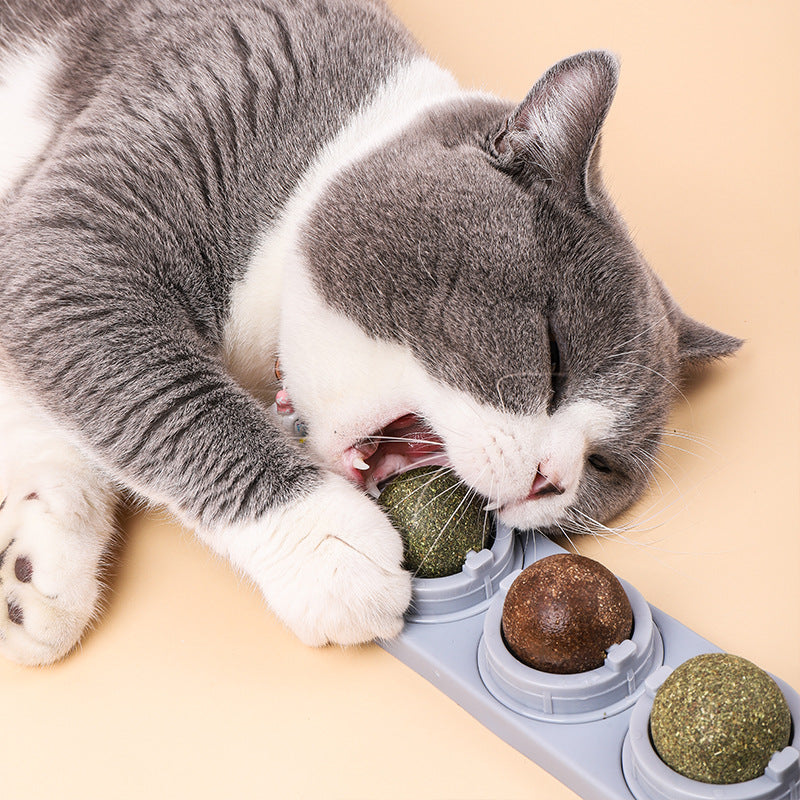 Cats Molars Cleaning Teeth Biting And Digesting