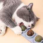 Cats Molars Cleaning Teeth Biting And Digesting