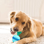 Pet Does Not Fall Down The Leakage